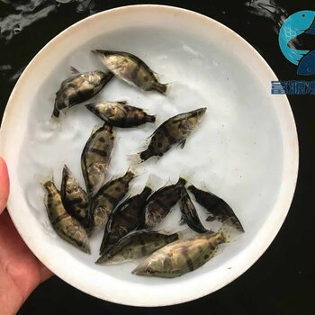 湖南長沙丁歲魚苗出售湖南益陽丁桂魚苗批發